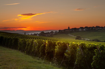 Summer morning sunrise in the French vineyard region of Alsace