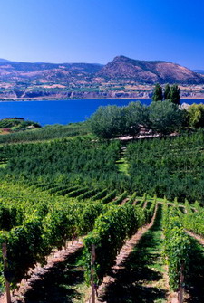 okanagan valley vineyards penticton british columbia canada