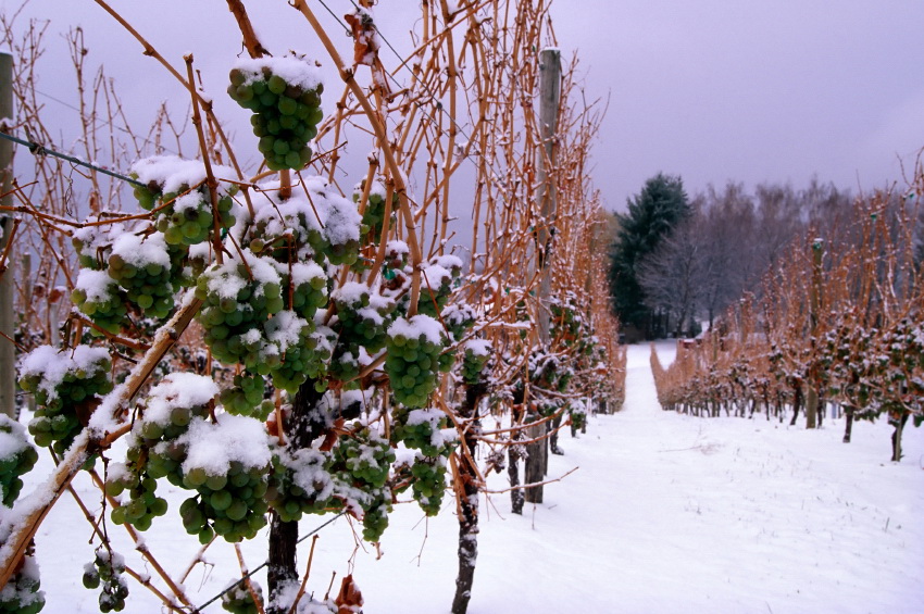 winery vineyard snow winter icewine grapes frozen vines