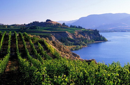 view of vineyards naramata penticton okanagan british columbia canada