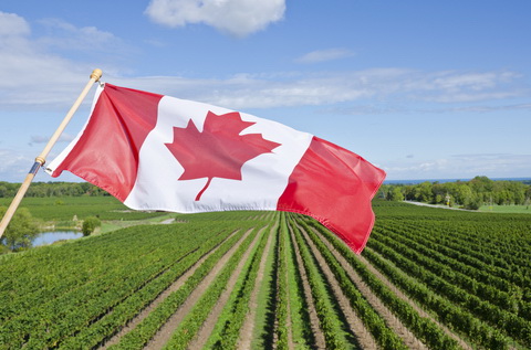 canadian flag vineyard