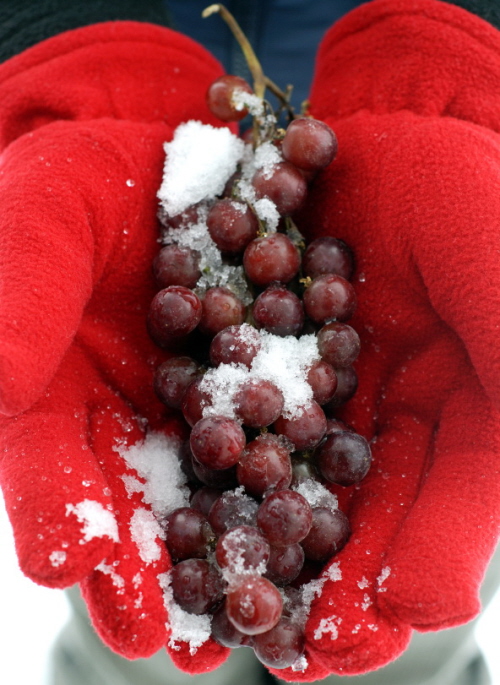 Two Hands Wearing Red Gloves Holding Ice Wine Grapes With Snow Outdoors