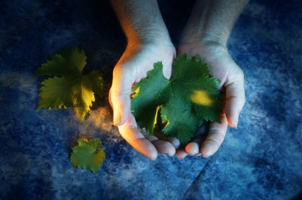 hands holding grape leaves