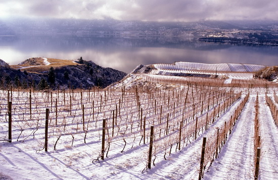 penticton grape vines snow winter