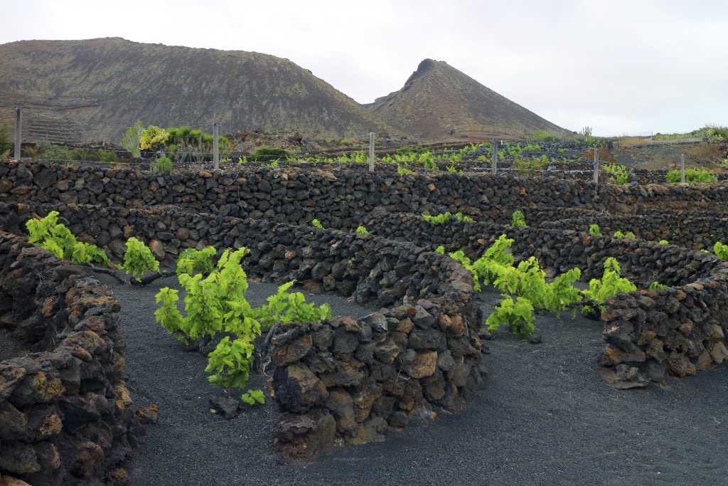 volcanic vineyard