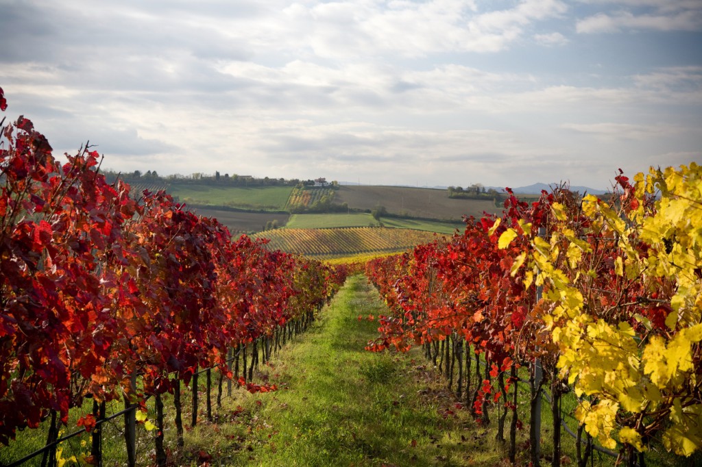 vineyard fall xl