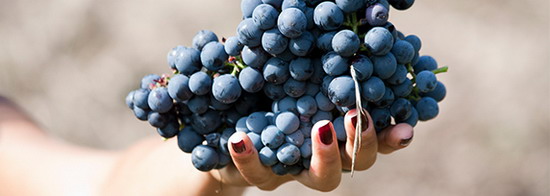 Bordeaux grapes