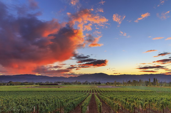 california vineyard 560