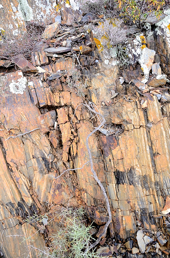 Vine roots growing down into the schist slope.