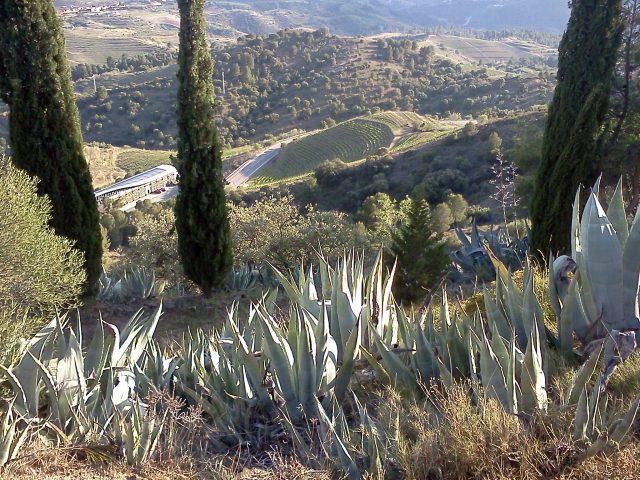 Sloped landscape of Priorat region.