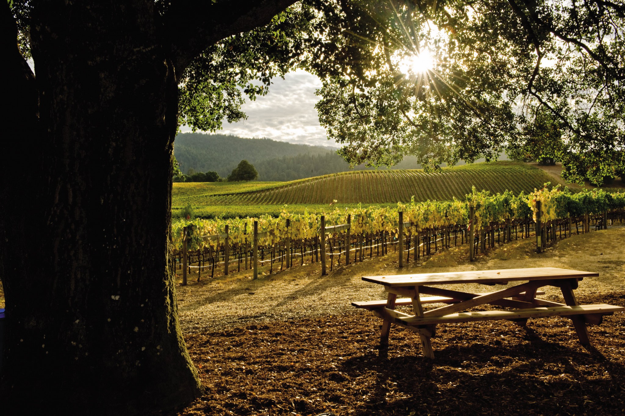 9 Best Napa Valley Wines to Drink Now Natalie MacLean