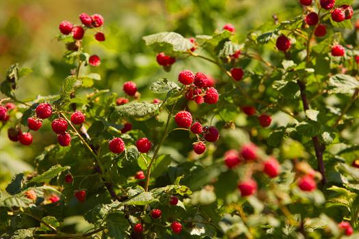 Field Stone Fruit Wines