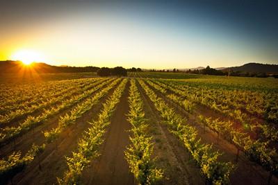 Foppiano Vineyards