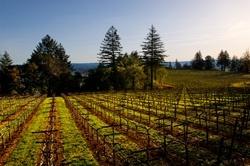 Lamborn Family Vineyards