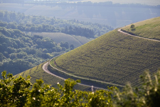 Dominikaner-Weingut C. von Nell-Breuning