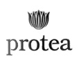 Protea