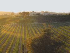 Babcock Winery & Vineyards